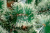Сосна (ель, елка) "Диана" с расщепленными кончиками (концами) 3 метра купить в Минске