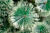 Сосна (ель, елка) "Диана" с расщепленными кончиками (концами) 1,6 метра купить в Минске