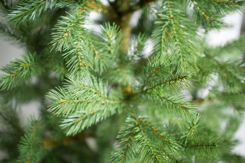 Елка Green Trees "Шервуд" премиум литая 2,1 метра купить в Минске